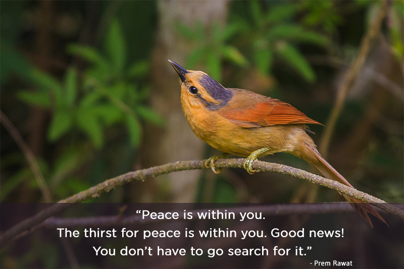 bird,Prem Rawat,quote