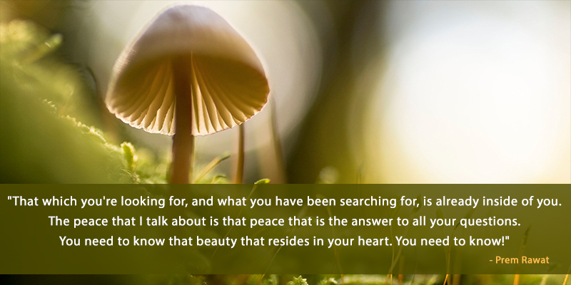 mushroom,Prem Rawat,quote
