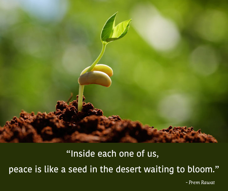 germination,Prem Rawat,quote