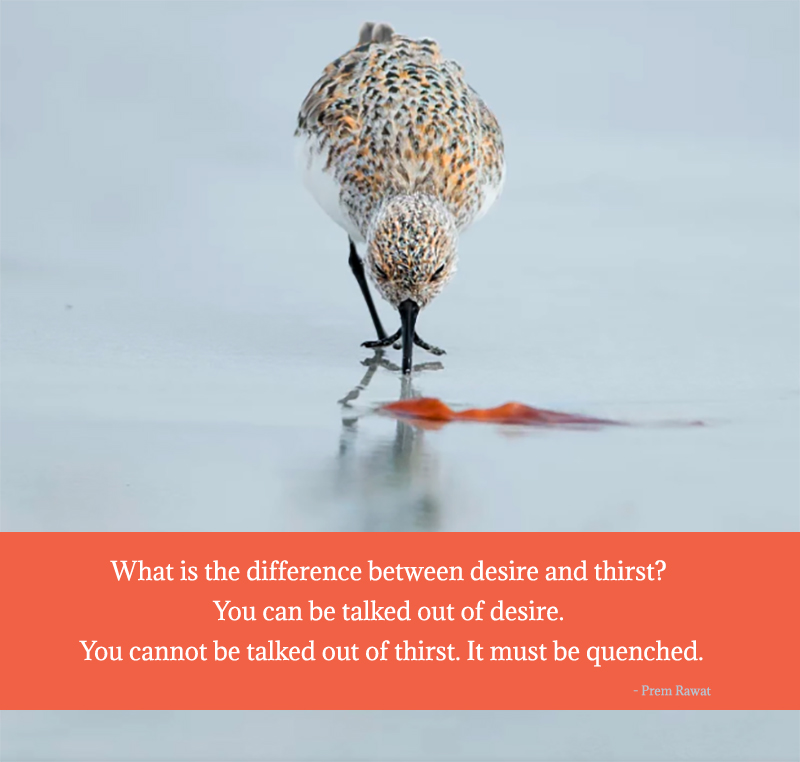 bird,beach,Prem Rawat,quote
