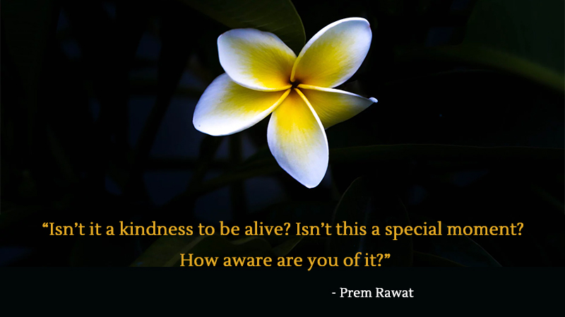 petal,flower,Prem Rawat,quote