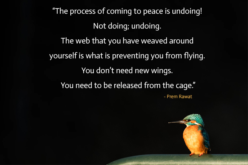 tiny bird,Prem Rawat,quote