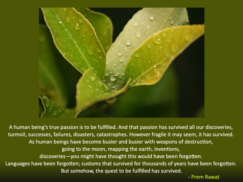 green leaves,drops,Prem Rawat,quote