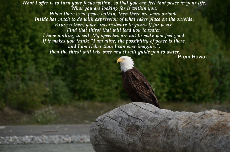 eagle,bird,Prem Rawat,quote