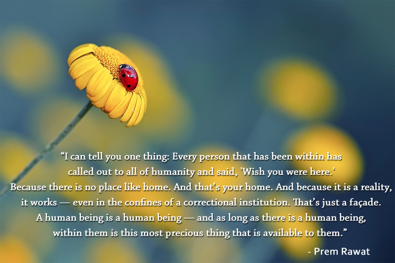 yellow flower,Prem Rawat,quote