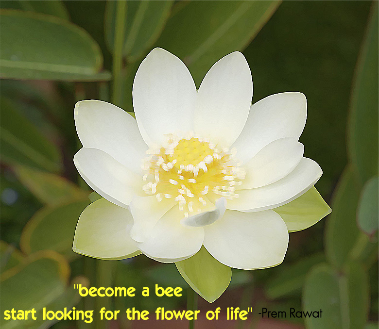 white flower,Prem Rawat,quote