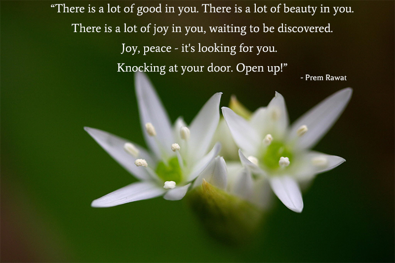flower,Prem Rawat,quote