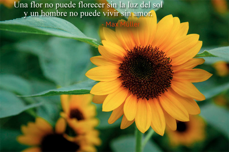 flor,Max Müller,quote
