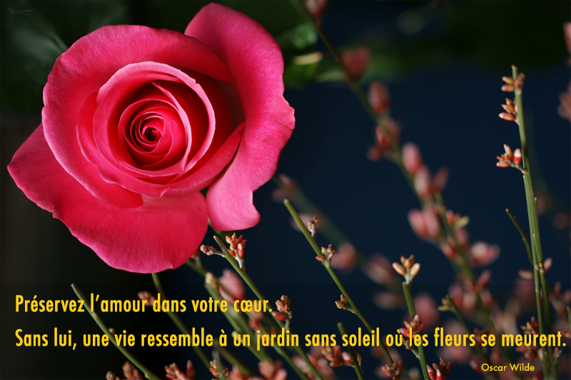 rose,Oscar Wilde,quote