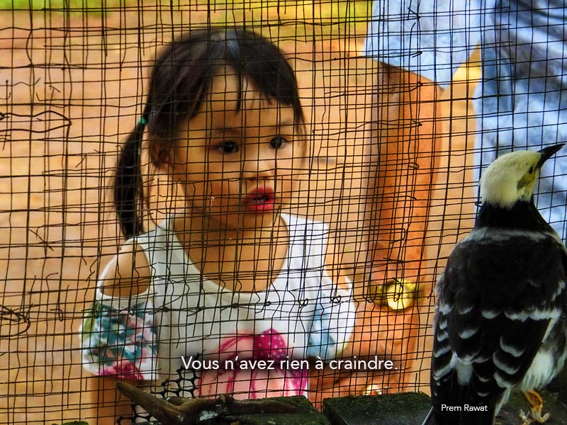 child, bird,Prem Rawat,quote