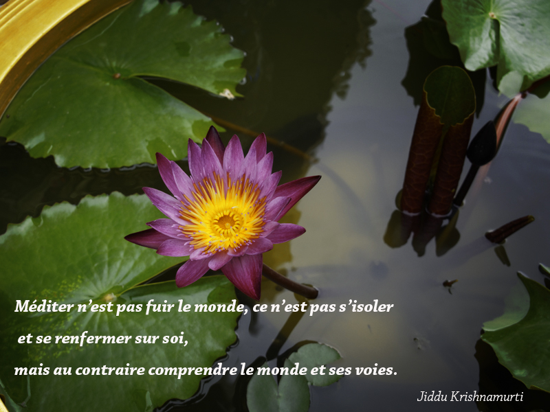 lotus flower,Jiddu Krishnamurti,quote