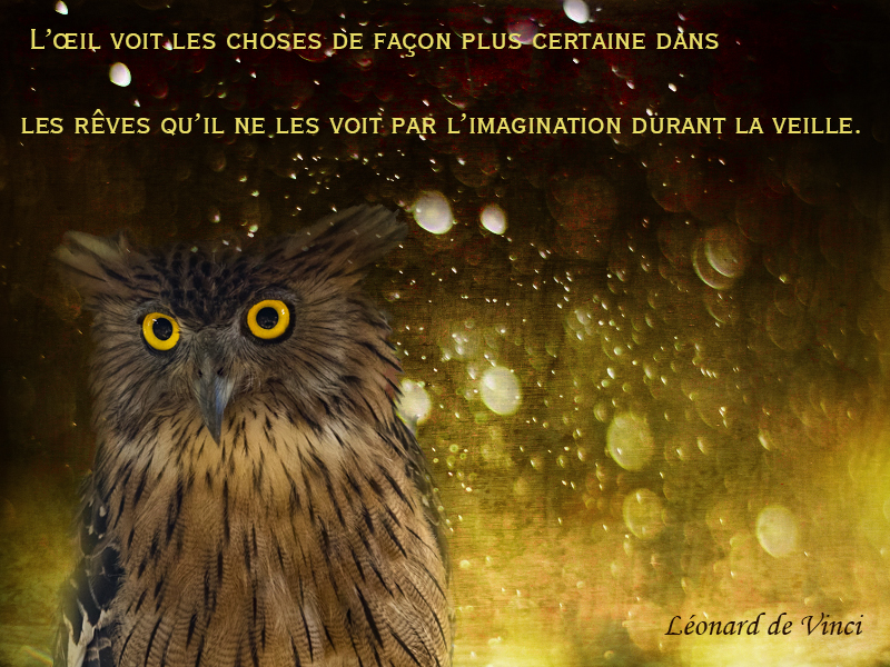 owl,Léonard de Vinci,quote