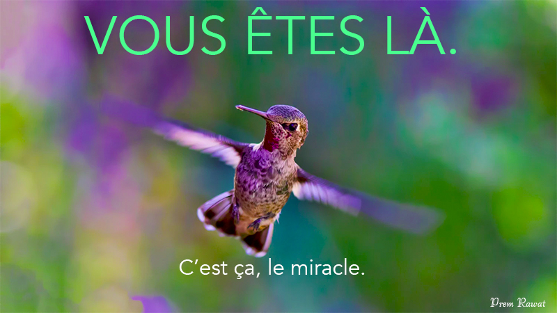 bird,Prem Rawat,quote