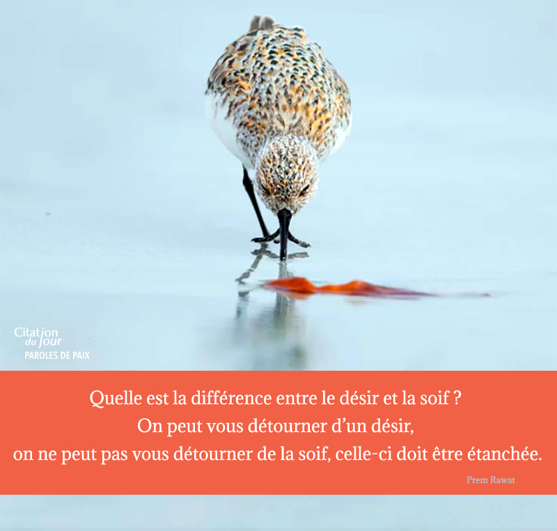 bird,Prem Rawat,quote
