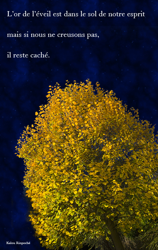 tree,Kalou Rinpoché,quote