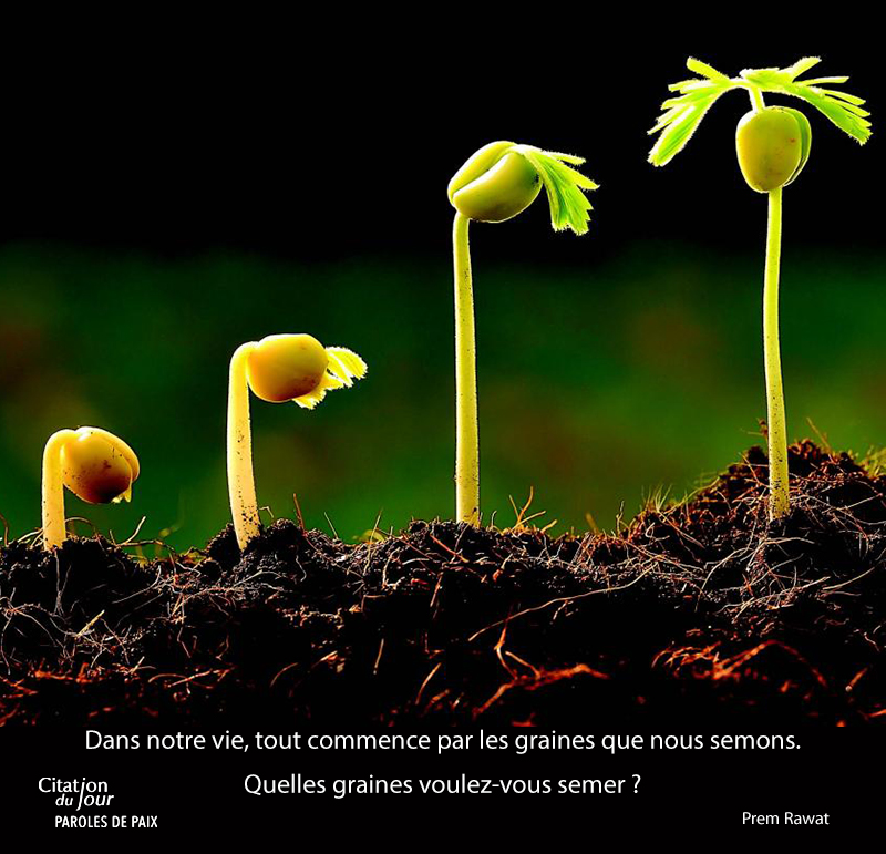 seeds,Prem Rawat,quote