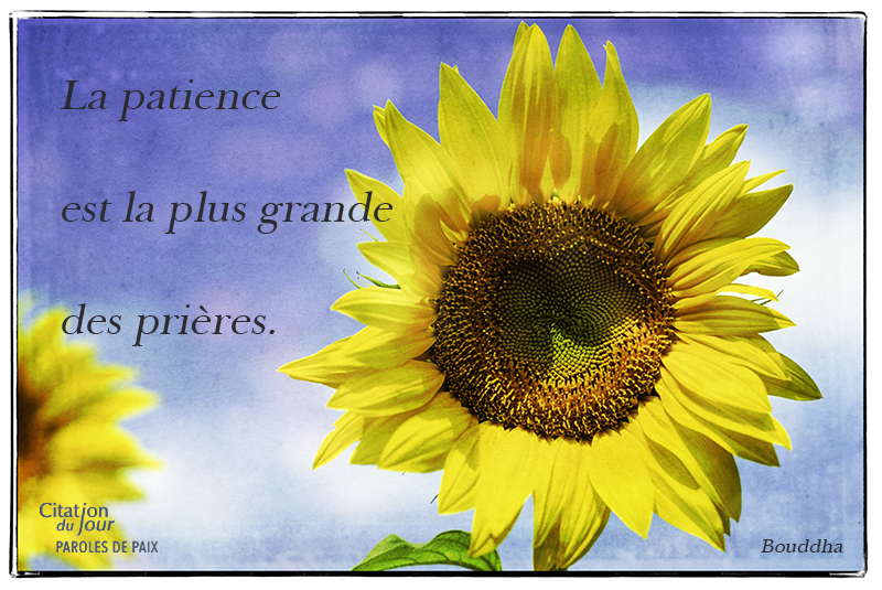 flower,Bouddha,quote