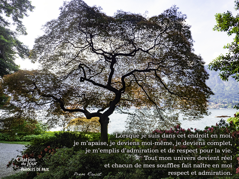 tree,Prem Rawat,quote