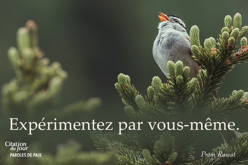 ,Prem Rawat,quote